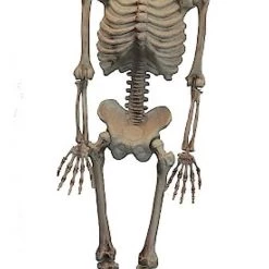 Sweidas Halloween Props/Decoration Realistic Life Size Skeleton Halloween Graveyard Horror Prop Costume Decoration
