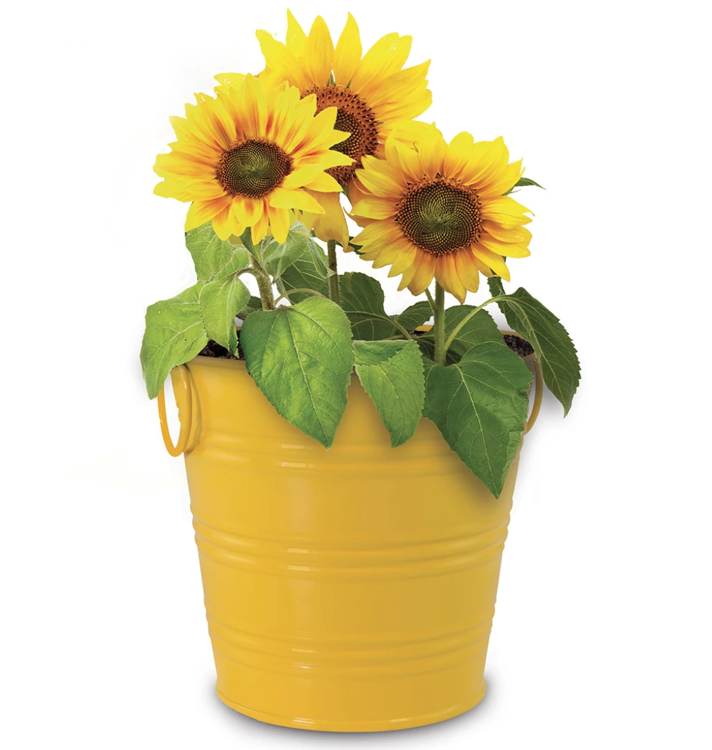 CATCH Grow Sunflowers For WindowSills Office | Metal Pot Seeds & Soil Pellets Included 2 CATCH Grow Sunflowers For WindowSills Office | Metal Pot Seeds & Soil Pellets Included