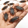 Morris Costumes 10 X Fake Plastic Realistic Cockroaches Bug Insect Halloween Trick Prank