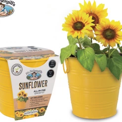 CATCH Grow Sunflowers For WindowSills Office | Metal Pot Seeds & Soil Pellets Included