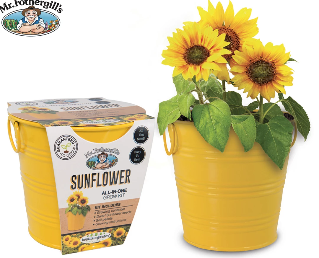 CATCH Grow Sunflowers For WindowSills Office | Metal Pot Seeds & Soil Pellets Included 1 CATCH Grow Sunflowers For WindowSills Office | Metal Pot Seeds & Soil Pellets Included