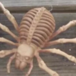 Morris Costumes Pack Of 3 Skeleton Spiders Halloween Props Halloween Props/Decoration