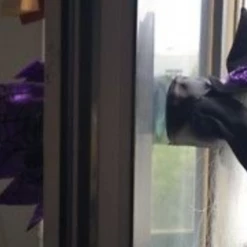 Unbranded 3D Flying Ugly Witch Window Crasher Halloween Decoration Prop 35cm Long Halloween Props/Decoration