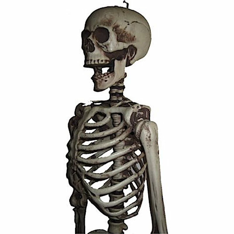 Sweidas Halloween Props/Decoration Realistic Life Size Skeleton Halloween Graveyard Horror Prop Costume Decoration 3 Sweidas Halloween Props/Decoration Realistic Life Size Skeleton Halloween Graveyard Horror Prop Costume Decoration