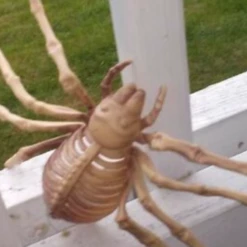 Morris Costumes Pack Of 3 Skeleton Spiders Halloween Props Halloween Props/Decoration