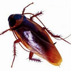 Morris Costumes 10 X Fake Plastic Realistic Cockroaches Bug Insect Halloween Trick Prank