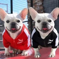 Crazy Costume Deals Puma Sports Hoodie Warm Winter Jumper Pet Dog Clothing Small To Huge Dogs Costumes