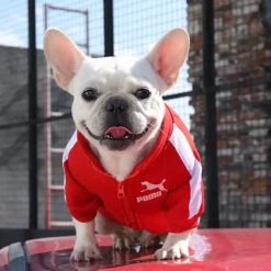 Crazy Costume Deals Puma Sports Hoodie Warm Winter Jumper Pet Dog Clothing Small To Huge Dogs Costumes